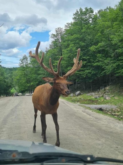 Cerf LE PARC NATUREL OMÉGA AU QUÉBEC - LA PETITE FAMILLE V
